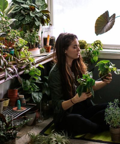 indoor plants online